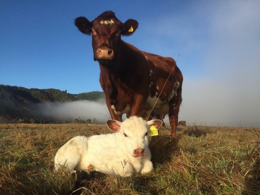 Mohaka River Farm Te Haroto 외부 사진